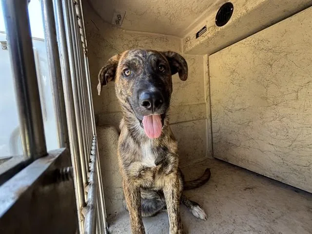 A young medium-sized male Labrador Retriever dog named Orion for adoption in Oklahoma City, OK