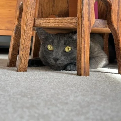 An adult medium-sized female Gray / Blue / Silver Domestic Short Hair cat named Luna W for adoption in Wakefield, MA