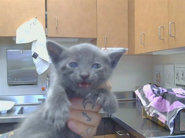 A baby small-sized male Domestic Short Hair cat named Navajo for adoption in Sacramento, CA