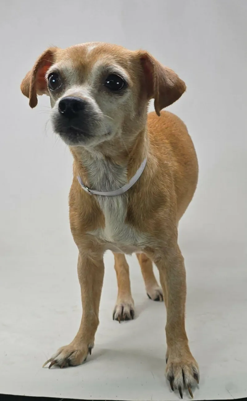 An adult small-sized female Brown / Chocolate Chihuahua dog named Jasmine for adoption in Newport, TN