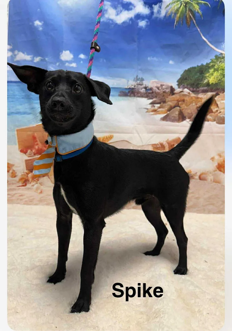 A young medium-sized male Terrier dog named Spike for adoption in Elizabethtown, PA
