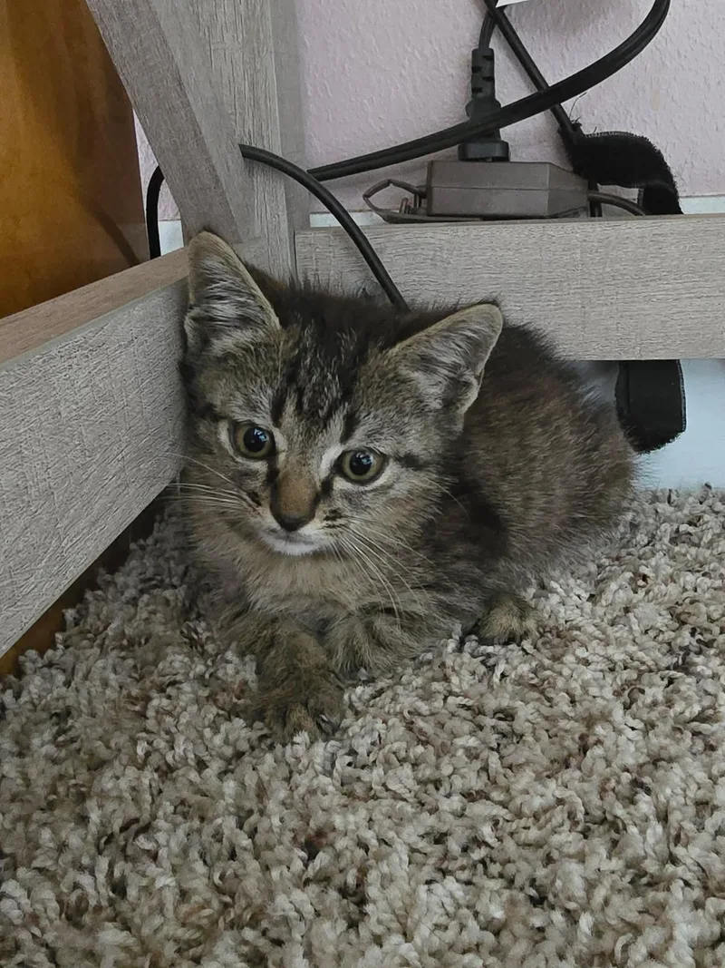A baby small-sized female American Shorthair cat named Toby for adoption in Panama City, FL