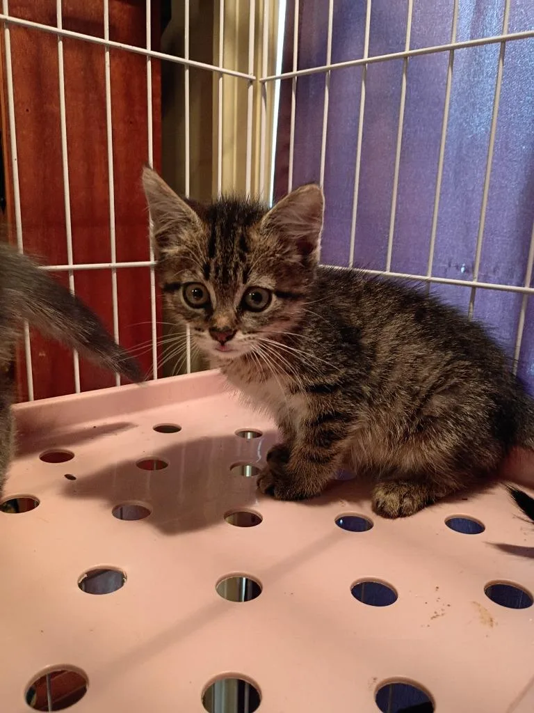 A baby small-sized female Domestic Short Hair cat named Dolly for adoption in LIberty, NY