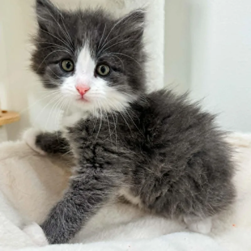 A baby small-sized female Gray / Blue / Silver Domestic Long Hair cat named Penny for adoption in Rochester, MN