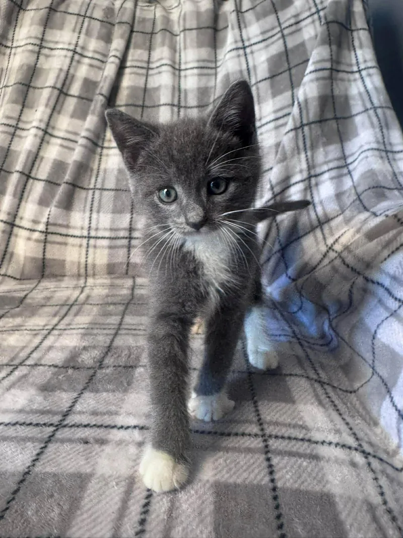 A baby small-sized male Gray & White Domestic Short Hair cat named Car litter Coupe for adoption in Charlotte, NC