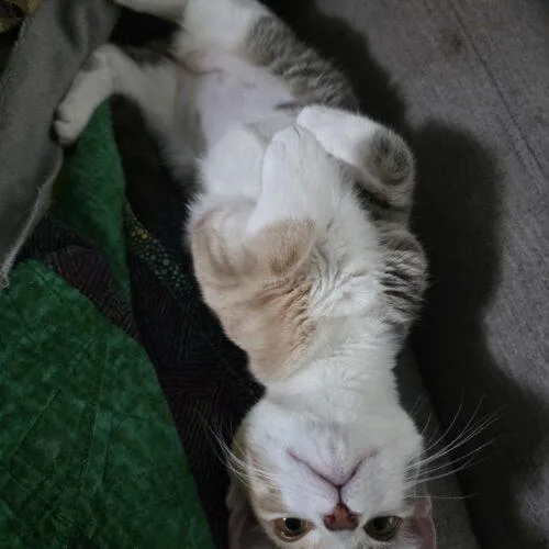 Nellie thumbnail 2