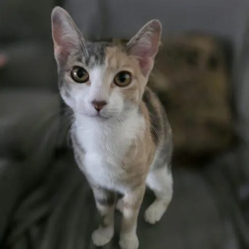 Nellie thumbnail 3