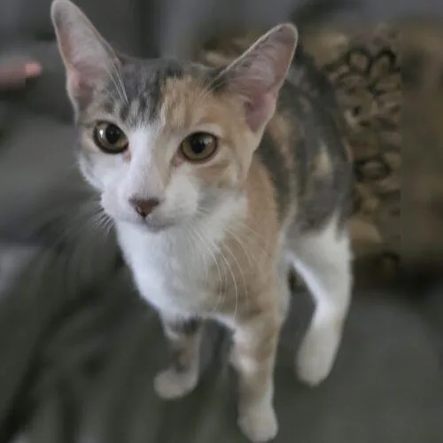 Nellie thumbnail 4