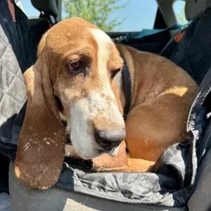 An adult medium-sized male Red / Chestnut / Orange Basset Hound dog named Neem for adoption in St. Paul, MN