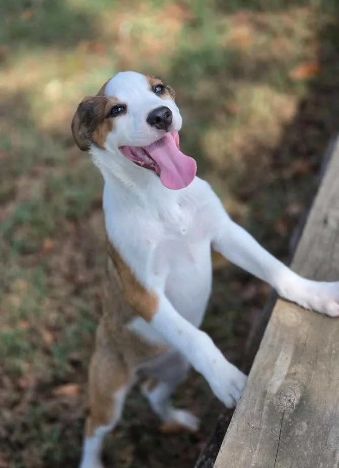 Mentora thumbnail 2