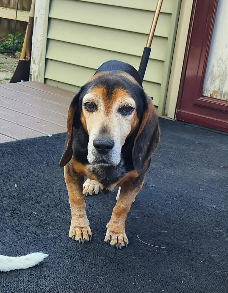 A senior medium-sized male Beagle dog named Scout for adoption in Succasunna, NJ