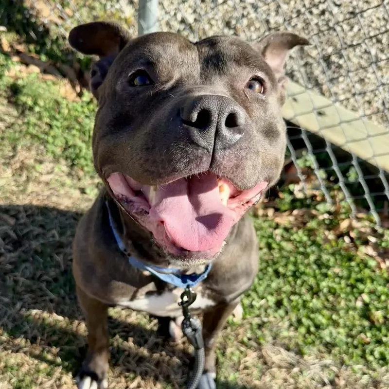 An adult large-sized male Black Terrier dog named Chase for adoption in Mooresville, NC
