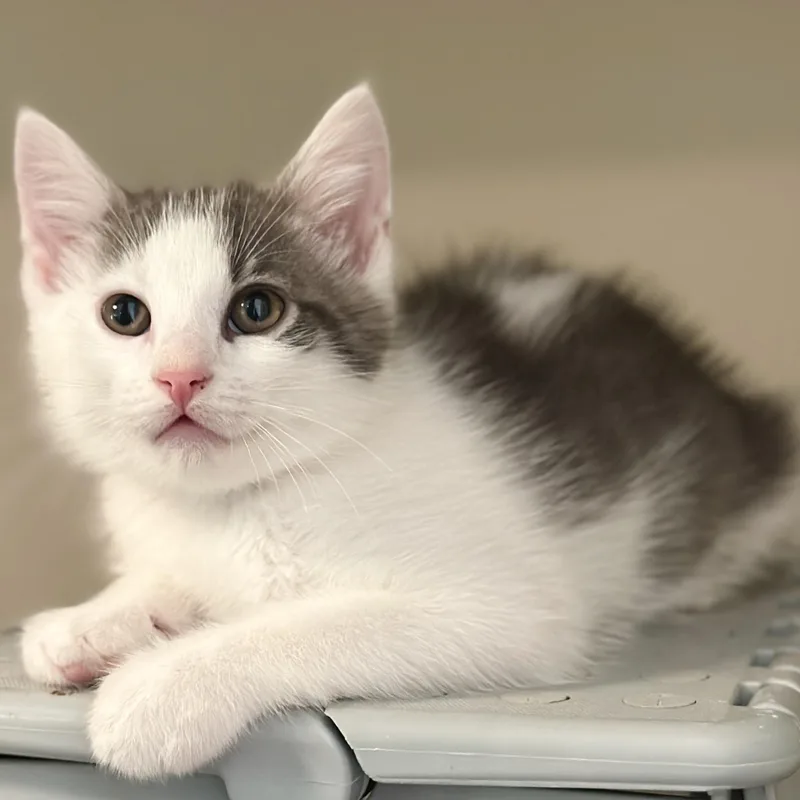 A baby medium-sized male Gray & White Domestic Short Hair cat named Rj for adoption in Victor, NY