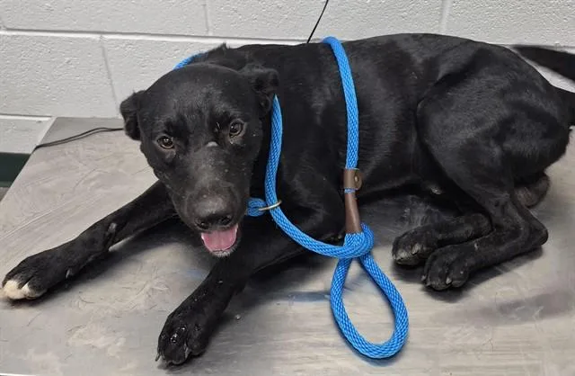 A young medium-sized male Labrador Retriever dog named Jack for adoption in Corpus Christi, TX