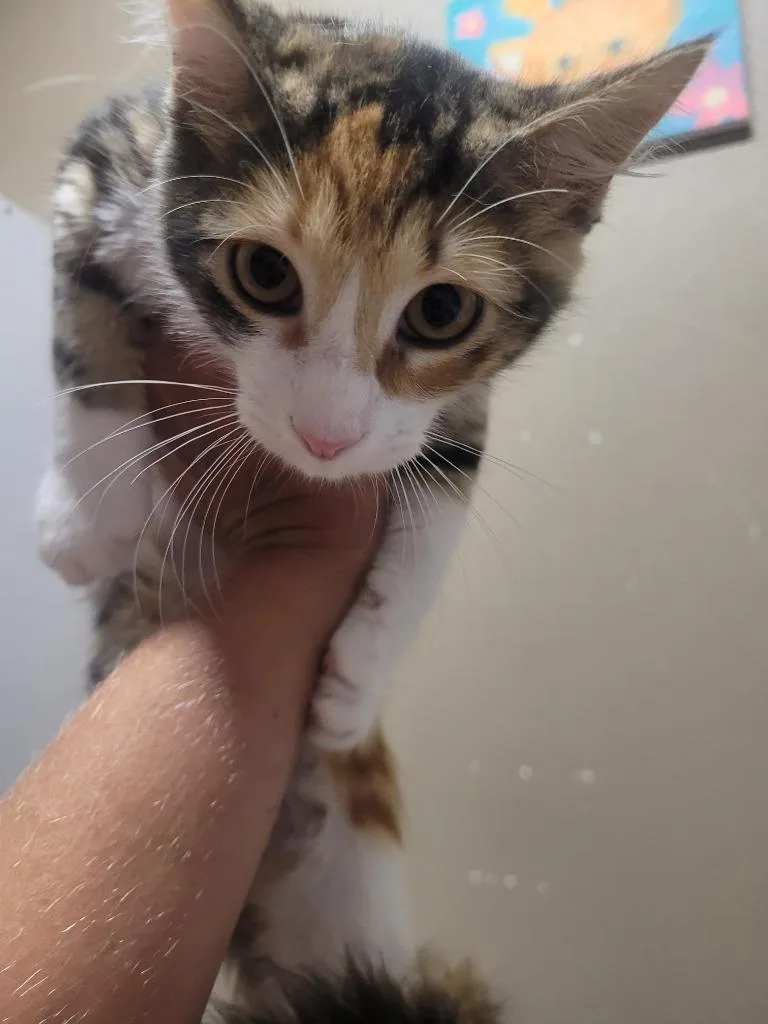 A baby medium-sized female Domestic Short Hair cat named Piper for adoption in Huntsville, TX