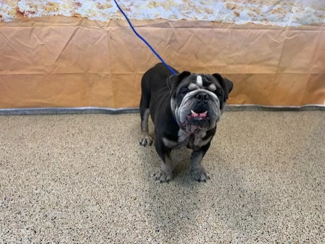 An adult large-sized male English Bulldog dog named Smalls for adoption in Miami, FL