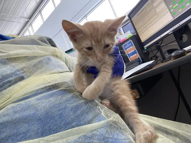 A baby medium-sized male Domestic Short Hair cat named Diego for adoption in Dallas, TX