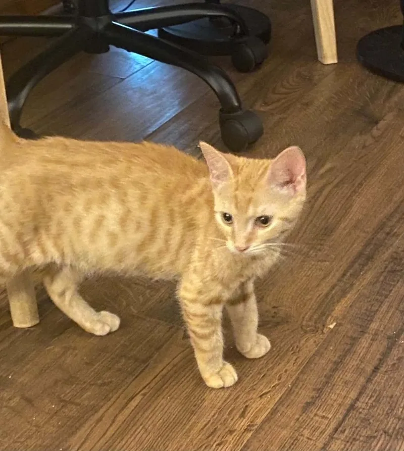 A baby small-sized male Tabby (Orange / Red) Domestic Short Hair cat named Rusty for adoption in West Mifflin, PA