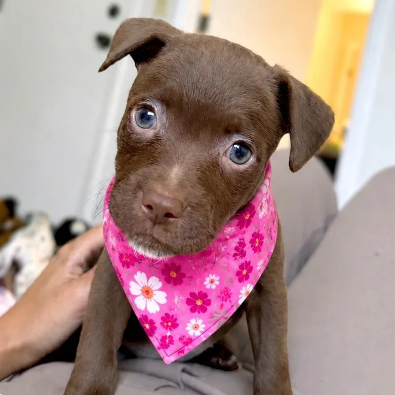 A baby small-sized female Brown / Chocolate Mixed Breed dog named Virgo for adoption in Tampa, FL