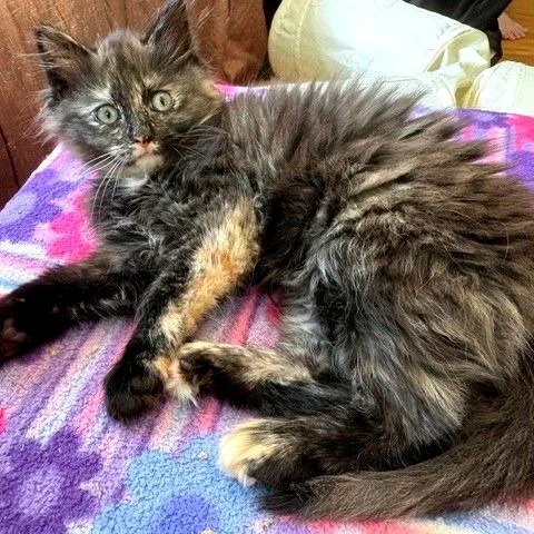 A baby small-sized female Tortoiseshell Domestic Short Hair cat named Mars for adoption in Hopkinton, MA