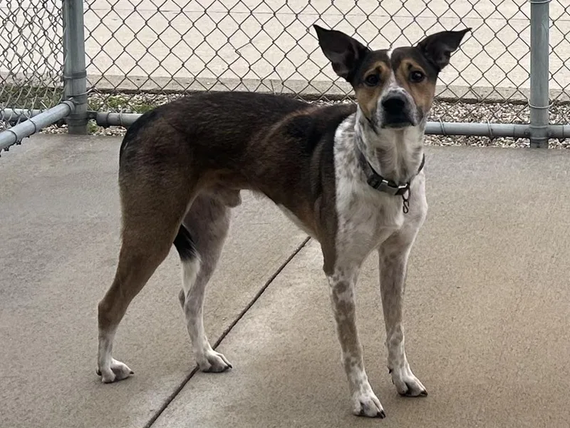 An adult medium-sized male Terrier dog named Apollo for adoption in Mason City, IA