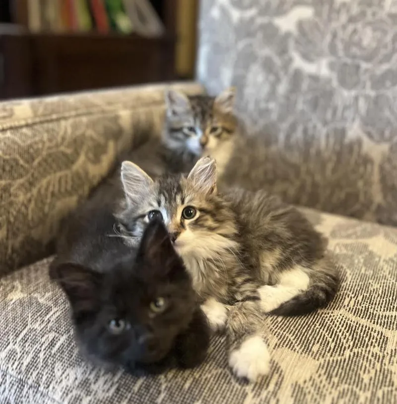 A baby small-sized female Tabby (Brown / Chocolate) Domestic Long Hair cat named Sierra for adoption in Alexandria, VA