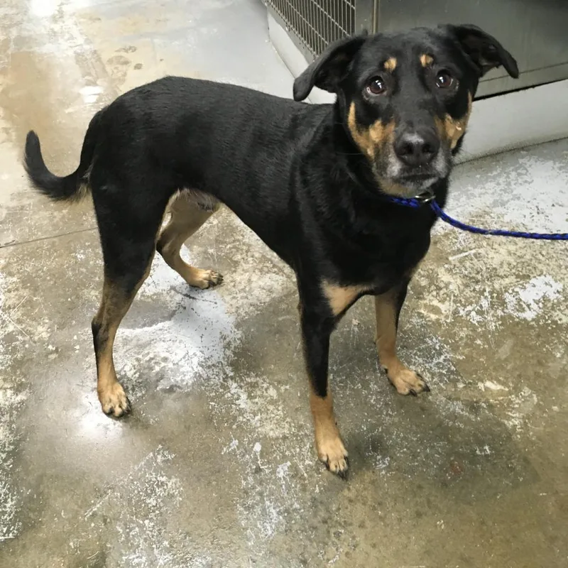 An adult medium-sized male Black Shepherd dog named Albus for adoption in Greenville, SC