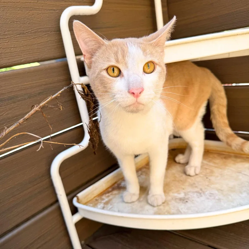 An adult medium-sized male Domestic Short Hair cat named Piccadilly for adoption in Brooklyn, NY