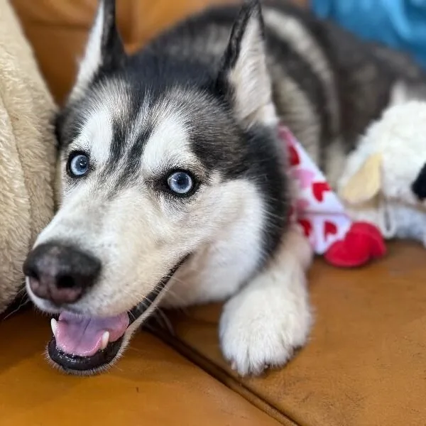 Blue Husky thumbnail 2