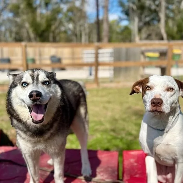 Blue Husky thumbnail 3