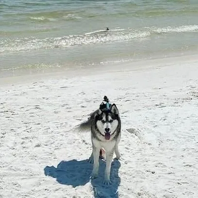 Blue Husky thumbnail 4