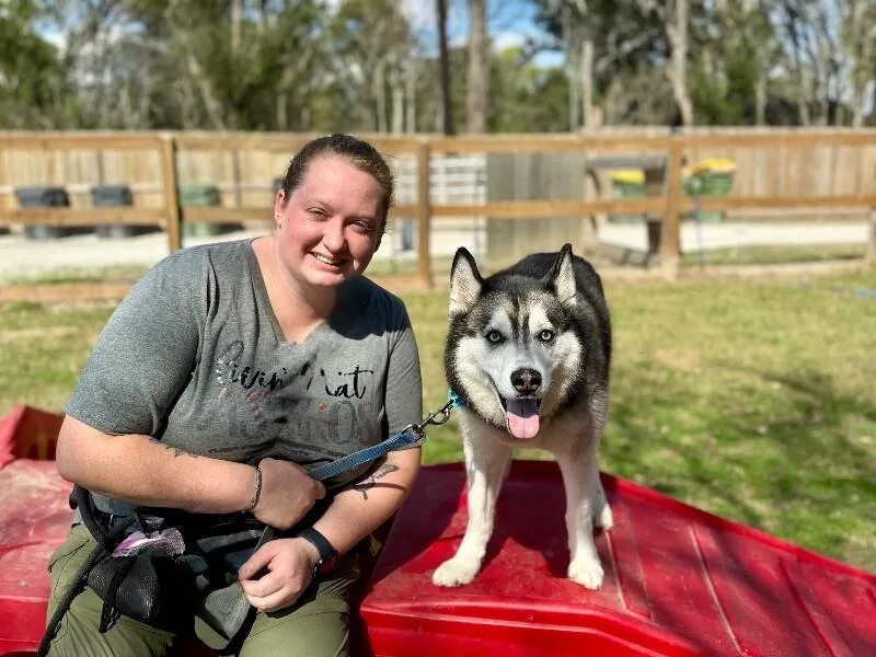 Blue Husky thumbnail 5