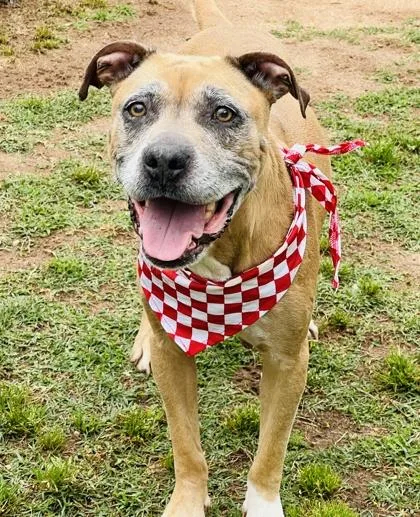A senior medium-sized female Terrier dog named Beatrice $ for adoption in Seneca, SC