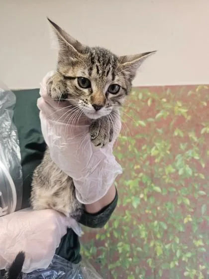 A young small-sized female Domestic Short Hair cat named Lynn for adoption in San Antonio, TX