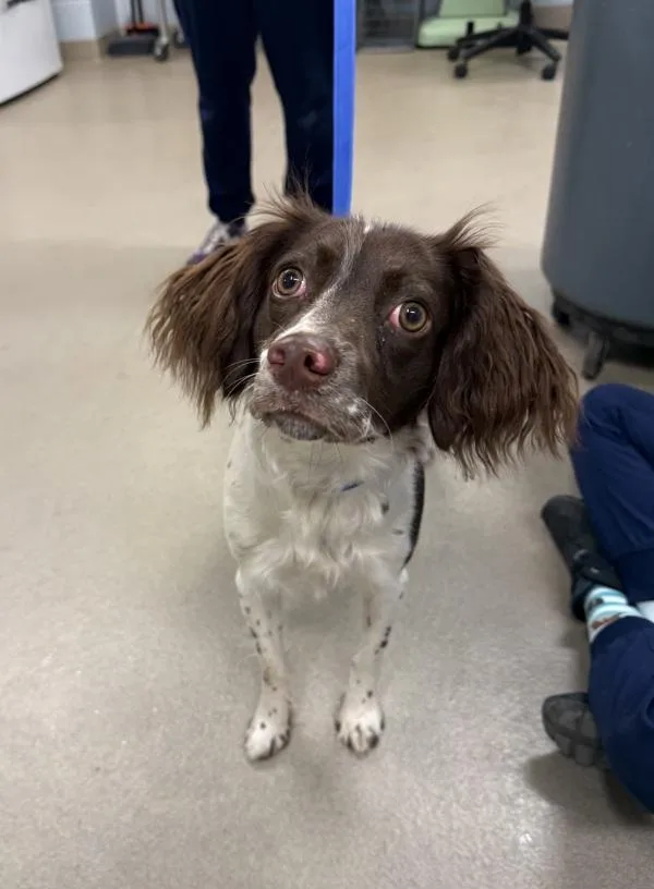A young small-sized female English Springer Spaniel dog named Holly for adoption in Millersville, MD