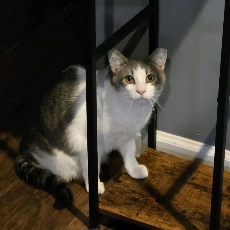 Knockout thumbnail 2