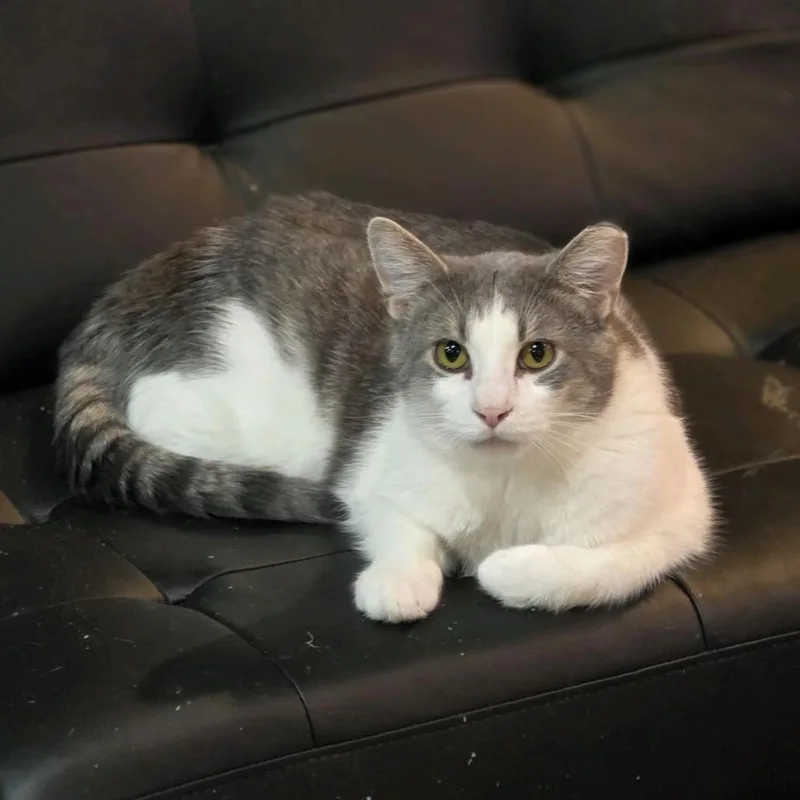 Knockout thumbnail 3