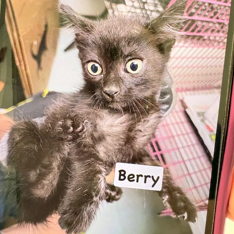 Berry thumbnail 2