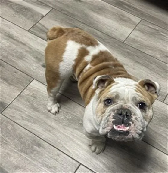 An adult medium-sized male English Bulldog dog named Sponge for adoption in Redlands, CA