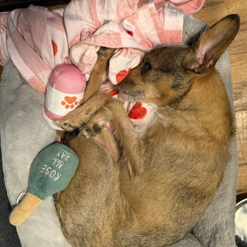 An adult small-sized female Chihuahua dog named Gracie for adoption in Brooklyn, NY