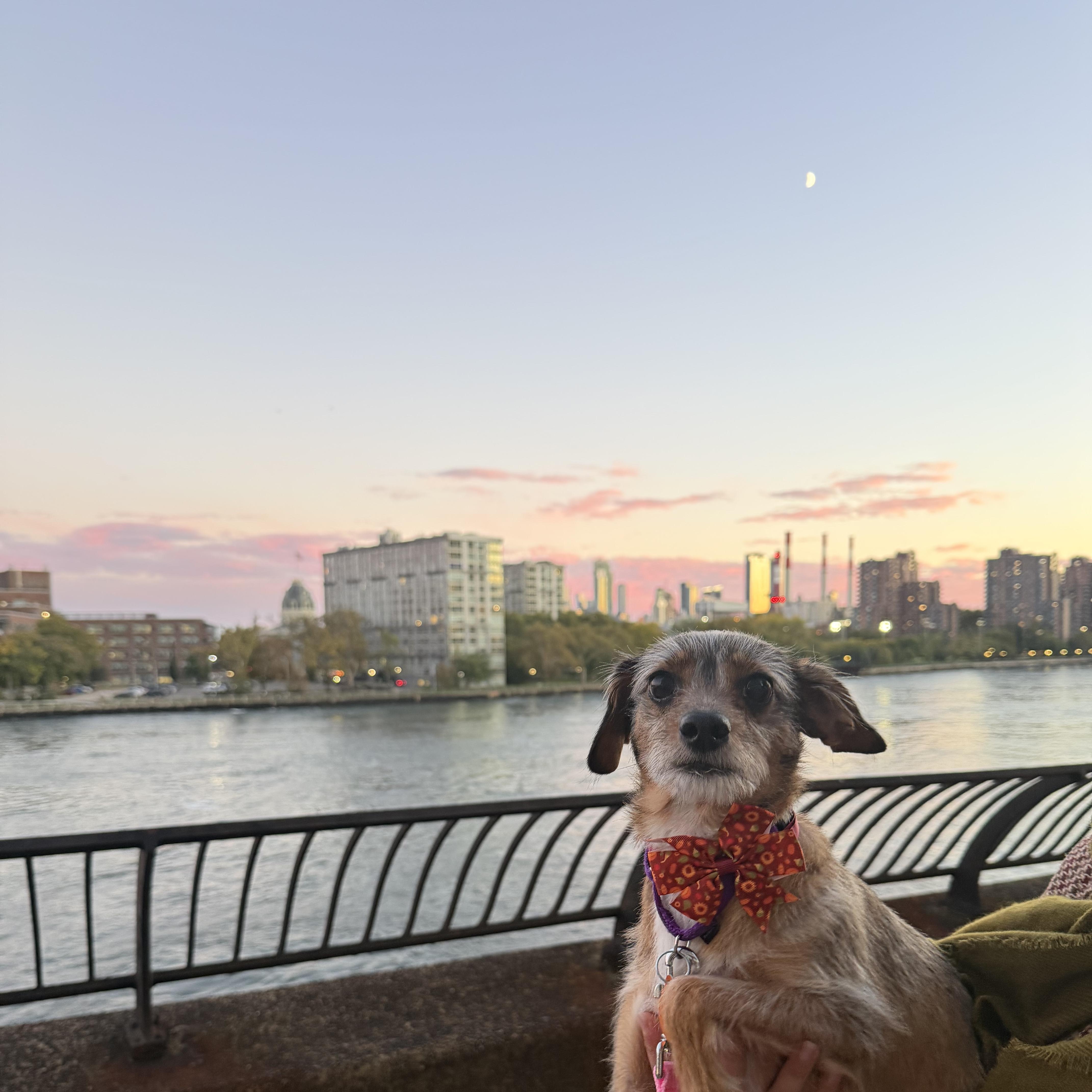 Gracie thumbnail 3
