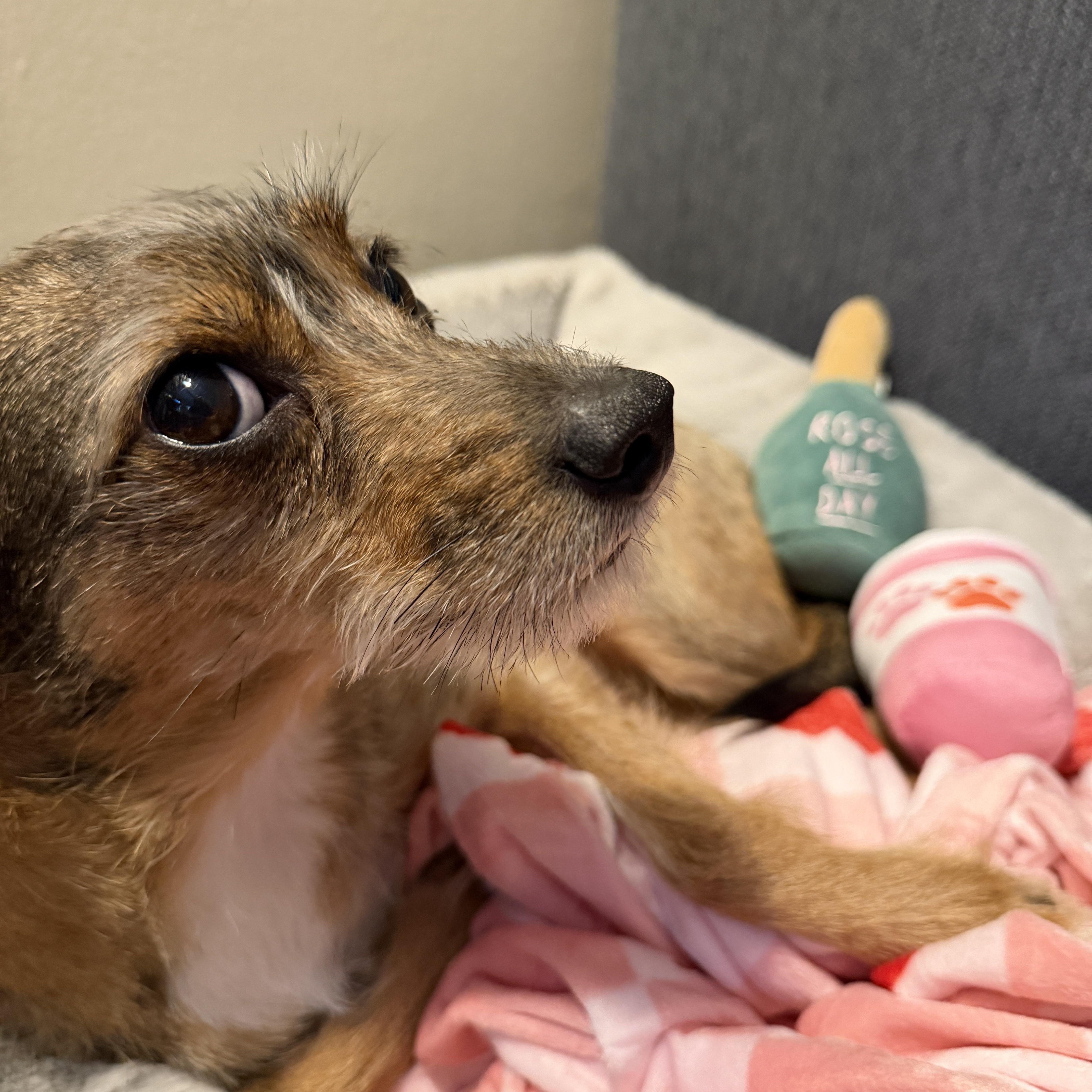 Gracie thumbnail 5