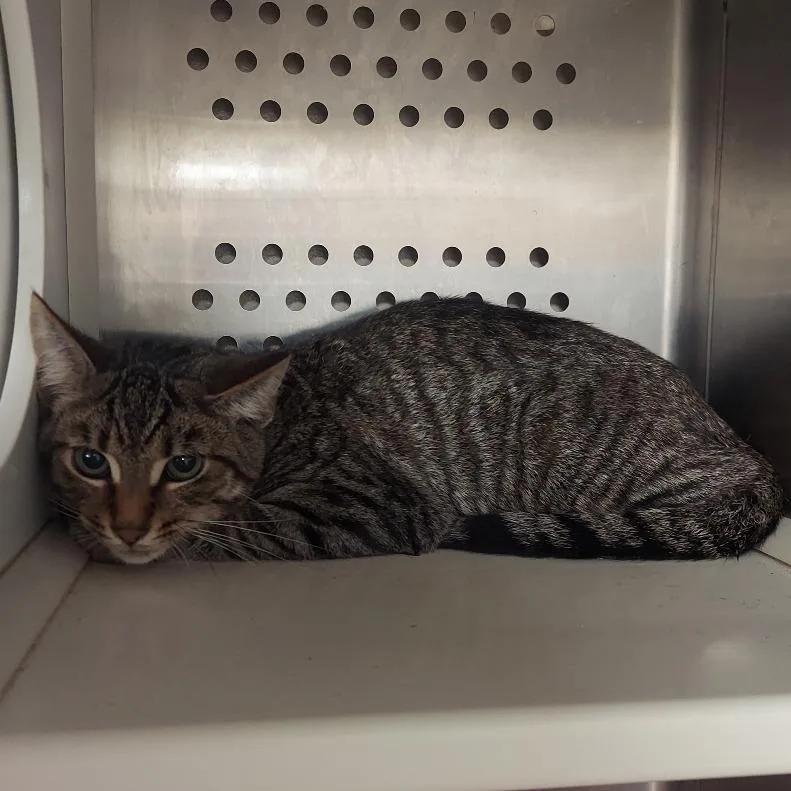 A young small-sized male Black Domestic Short Hair cat named Joker for adoption in Ashtabula, OH
