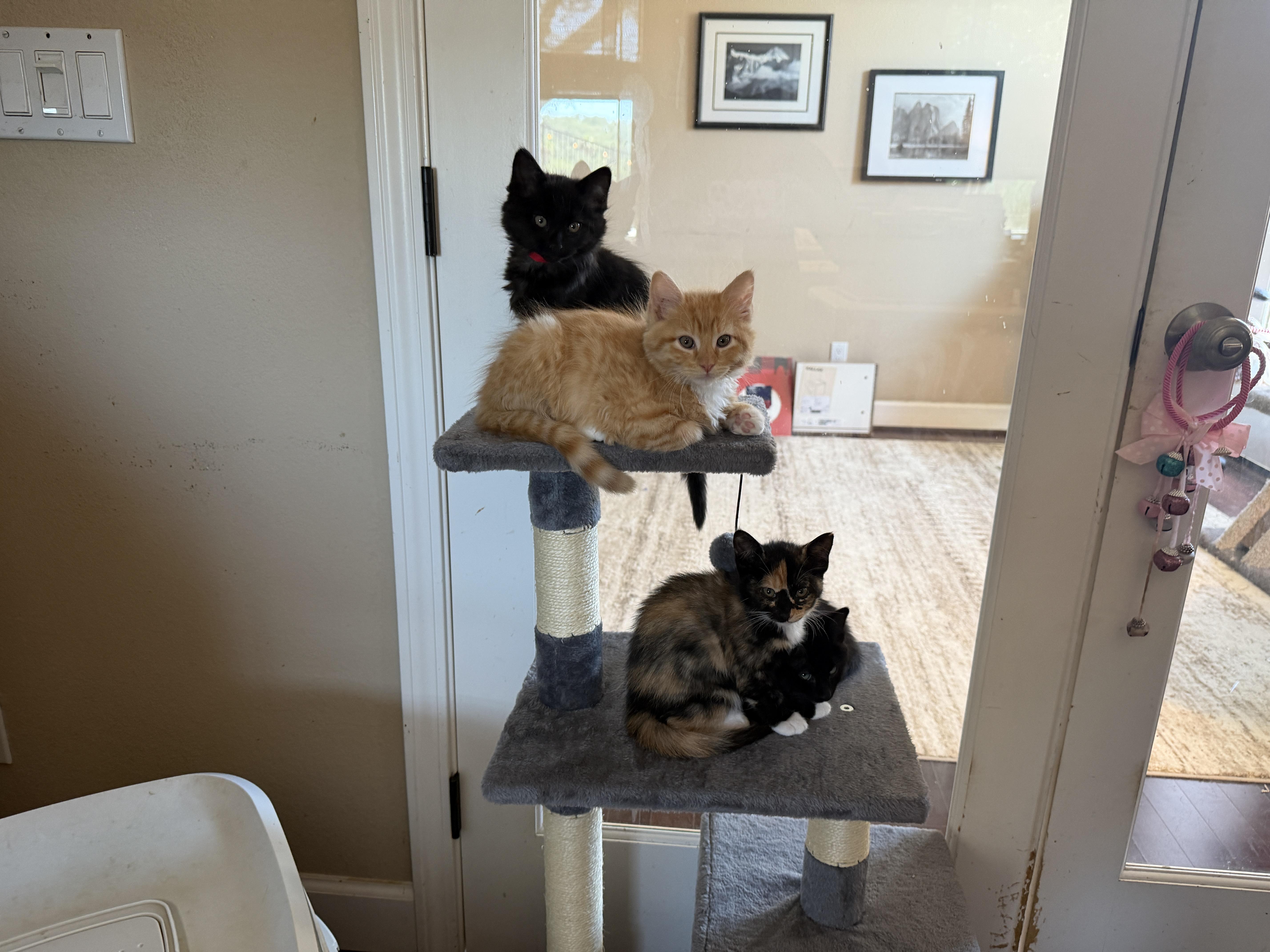 A baby medium-sized female Black Domestic Medium Hair cat named Velvet for adoption in Gilroy, CA