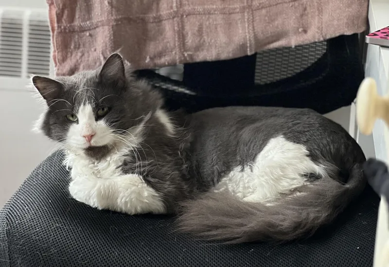 Mr. Fluff Aka Fluffernutter thumbnail 2