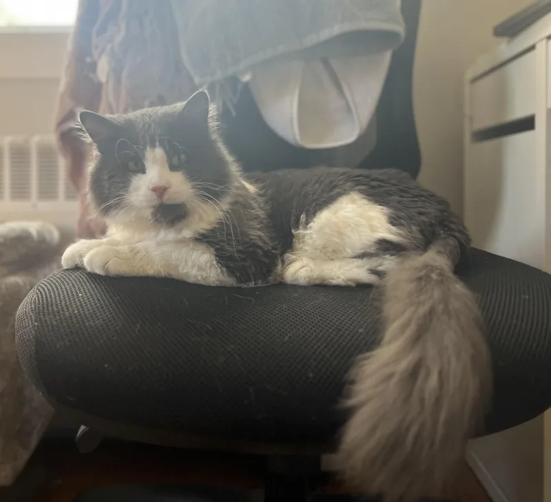 Mr. Fluff Aka Fluffernutter thumbnail 3