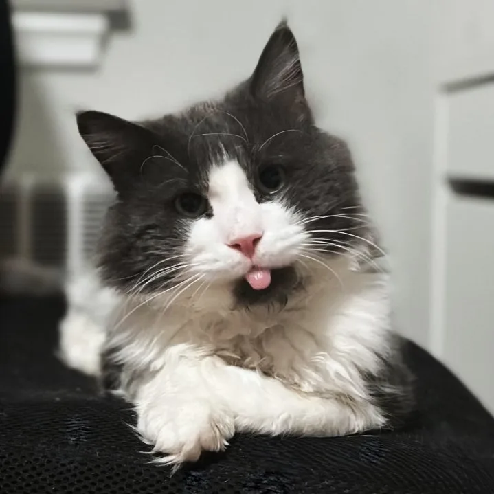 Mr. Fluff Aka Fluffernutter thumbnail 4