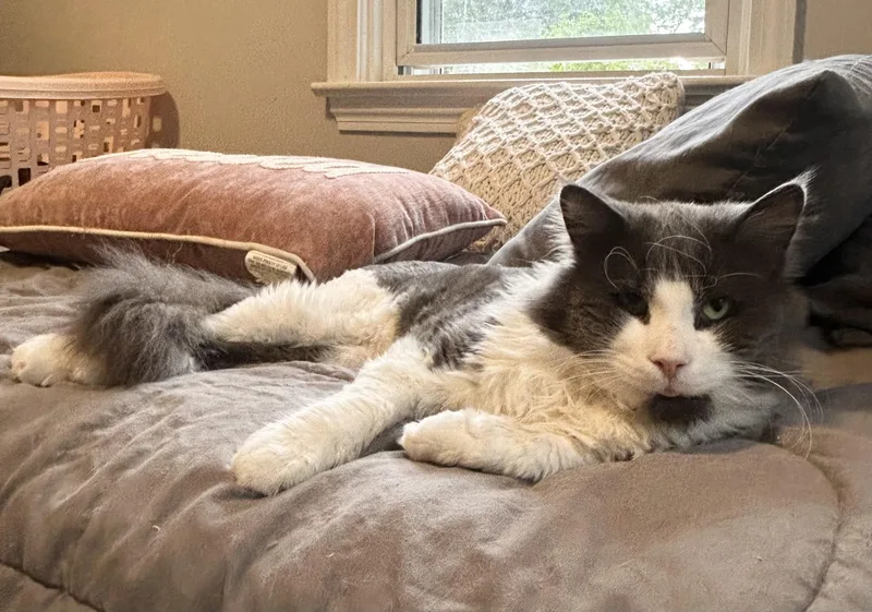 Mr. Fluff Aka Fluffernutter thumbnail 5