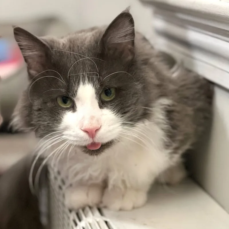 Mr. Fluff Aka Fluffernutter thumbnail 6