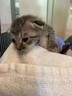 A baby small-sized female Domestic Short Hair cat named Erin for adoption in Sacramento, CA